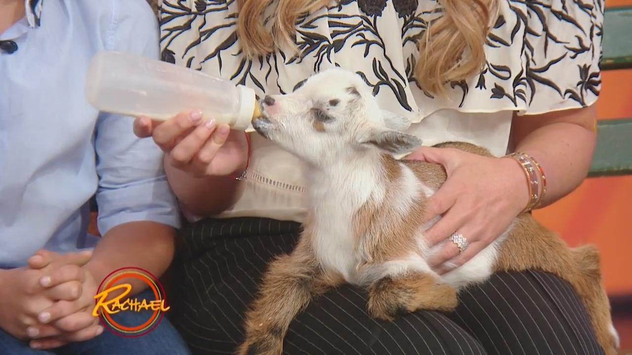 Adorable Baby Goats Take Over Our Studio! | Rachael Ray Show