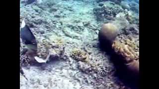 Coral Reef On Gili Air Indonesia