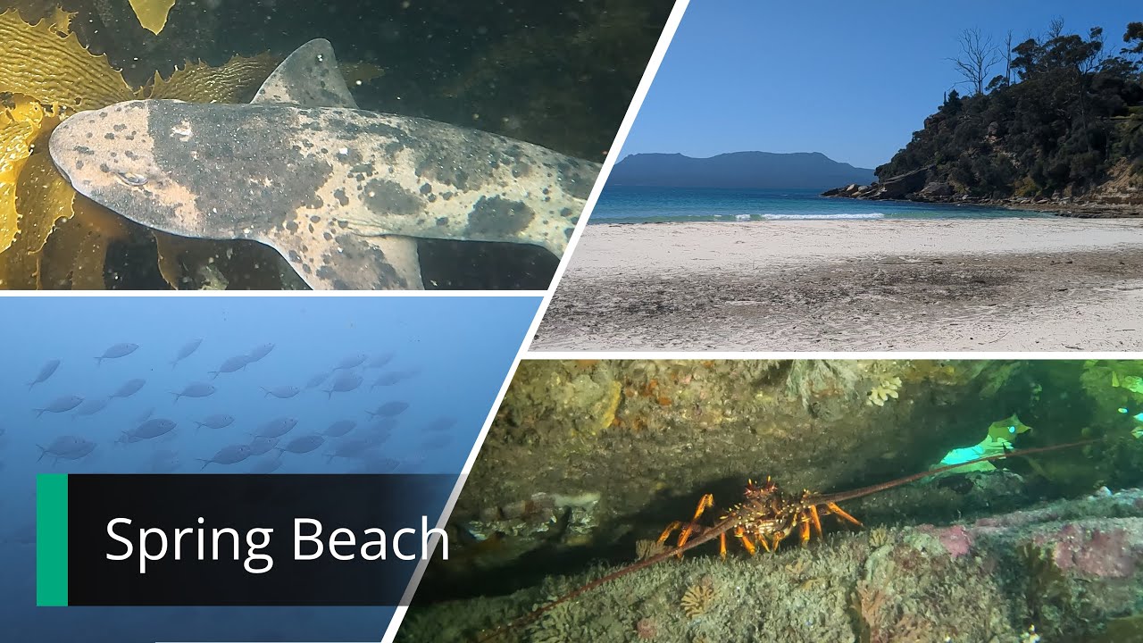 Spring Beach Shore Dive - Diving Tasmania East Coast - YouTube