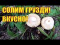 Как солить сырые грузди? Очень вкусный холодный способ!