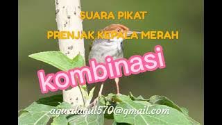 kombinasi suara pikat burung prenjak kepala merah