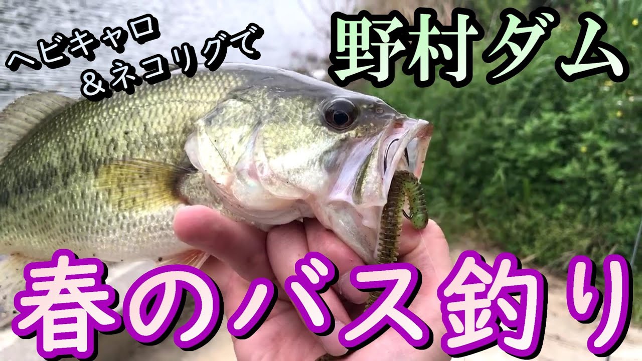 バス釣り 春の野村ダムをヘビキャロとネコリグで攻略 Youtube
