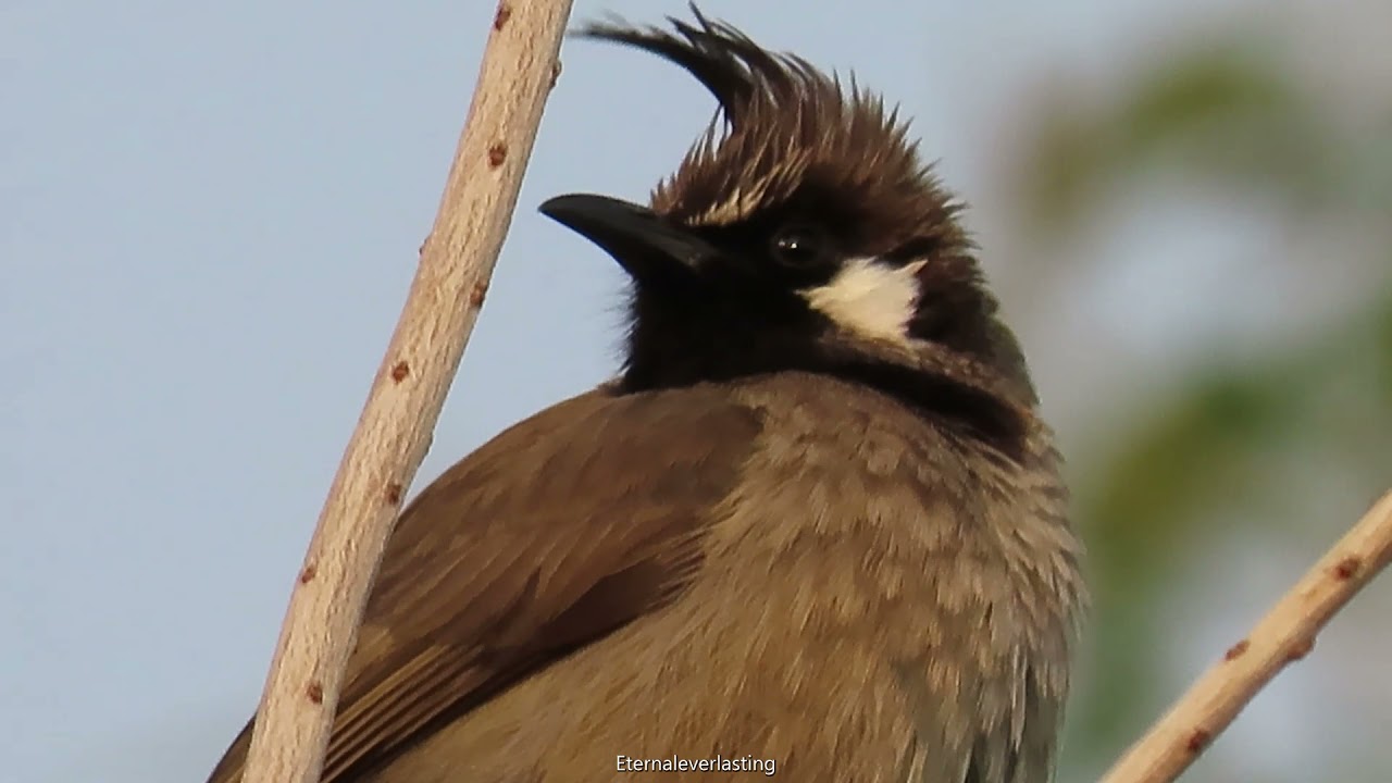 Himalayan Bulbul (White-cheeked Bulbul)