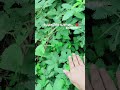 Touch me not plant #plants #flowers #minivlog #video #shorts #fyp #trending