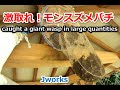 捕虫網にどんどん溜まるモンスズメバチ 激取れ！【近江八幡市安土町】 Japanese Giant Hornets Nest removal-Japanese BeeHive Hunter