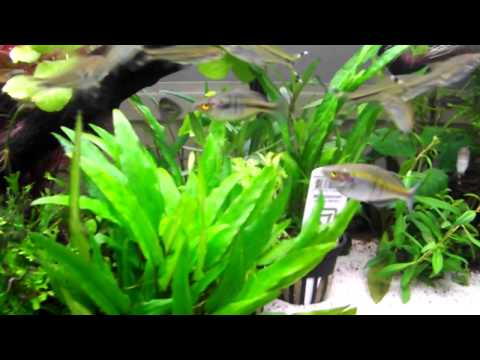 Planted Tank UK Competion entry for bm20197