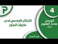 13 التكاثر الجنسي لدى عاريات البذور 4 علوم بكالوريا 2025