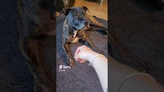 staffy dog trick  treat patience #staffy #dogtricks #dogtraining #cute #cutedog #staffytraining