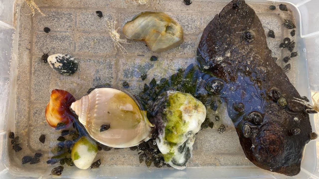 Making A Tide Pool Aquarium for Sea Snail | Massive Sea Snail for my saltwater aquarium