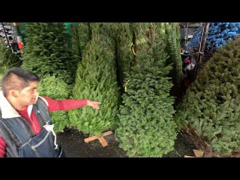 El Mejor Lugar Para Comprar Arboles Navideños Naturales Y Artificiales Esta En La Cdmx