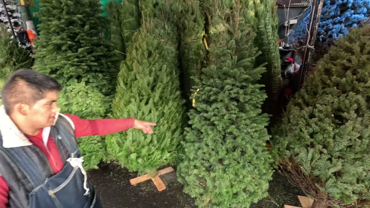 El mejor lugar para comprar Arboles Navideños naturales y artificiales esta en la CDMX