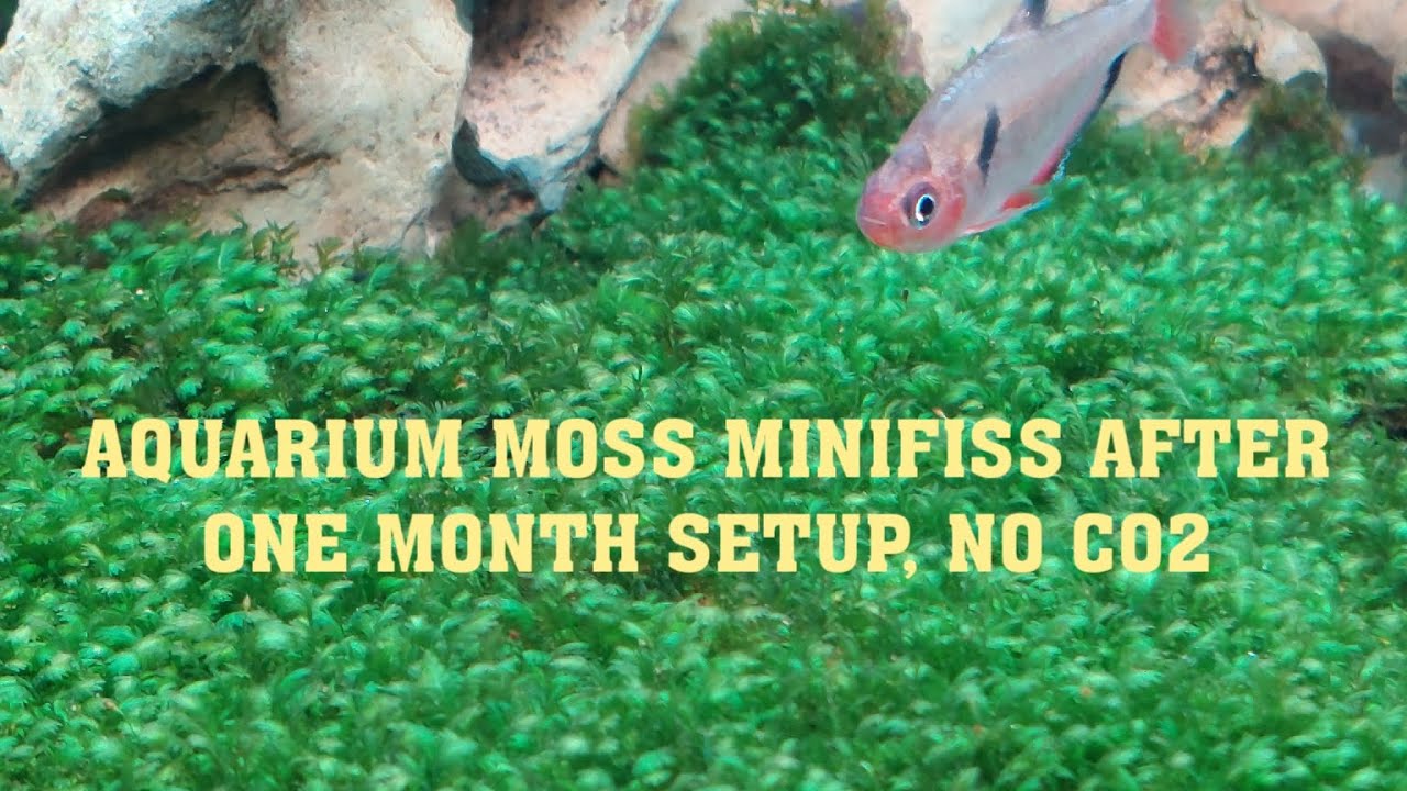 AQUARIUM MOSS MINIFISS AFTER ONE MONTH, NO CO2 YouTube