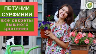 ПЕТУНИЯ, СУРФИНИЯ - все секреты для пышного и длительного цветения//посадка, уход, формировка