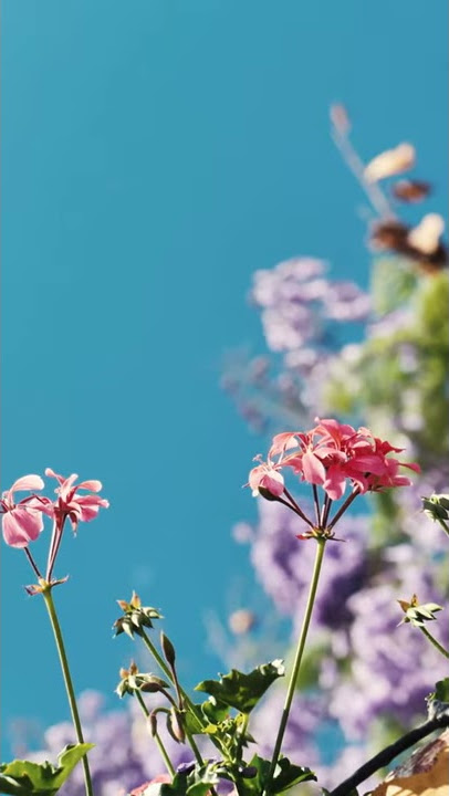 Small Pink Flowers | Royalty Free Videos For YouTube | Free Stockfootage | NCV No-Copyrightvideos