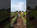 ઝીણી ઝીણી મોરલીયું #viralvideo #shortsviral #shorts #viralsong #farmer #khetibadi #kisan