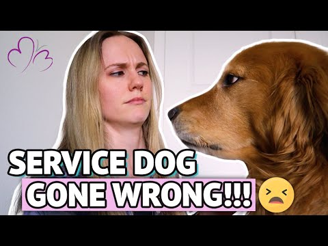 Video: Virové Tumblr Post vysvětluje, jak Falešné služby psů, aby život obtížný pro skutečně postižené