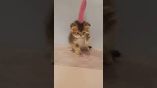 Salieri Scottish Straight Male Ny 25