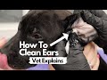 How to clean your dogs ears  vet explains