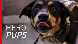 Prisoners Volunteer to Train Therapy Dogs for Veterans