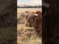Pickle doesn’t ask for attention…