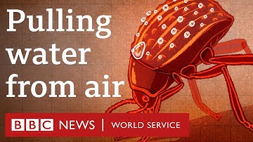 Can a tiny beetle help with global water shortages? - BBC World Service, 30 Animals podcast