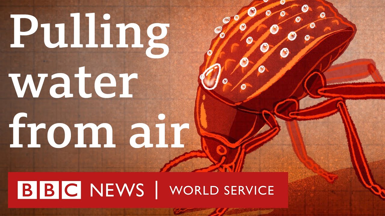 Can A Tiny Beetle Help With Global Water Shortages Bbc World Service 30 Animals Podcast Youtube