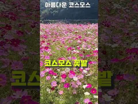 코스모스가 활짝 피었어요, 고향생각을 나게 하는 코스모스가 들판에 활짝 핀 영상입니다, 본 영상은 Hal BAE TV 채널에서 시청해 주세요 #shorts #코스모스 #꽃