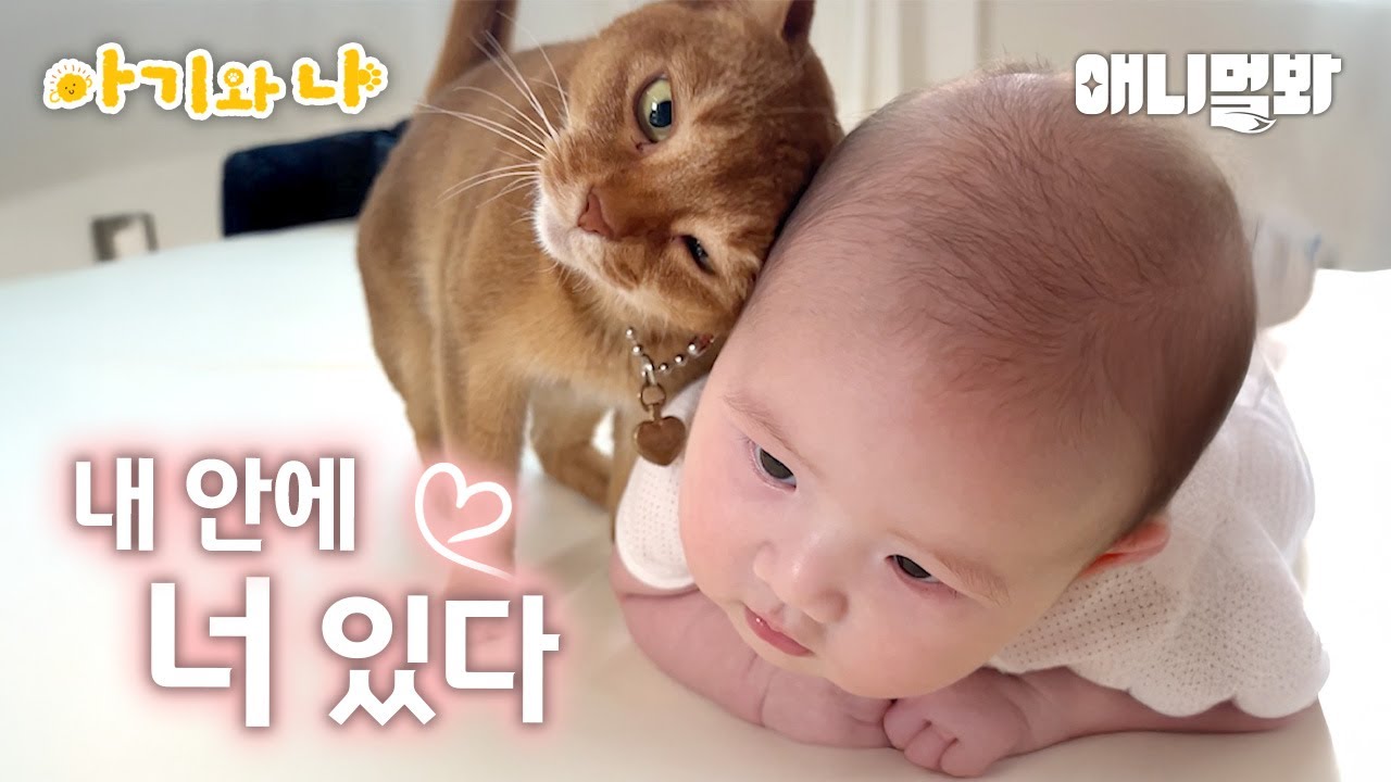 아기와 고양이를 같이 키우면 생기는 일(윤우제니제이 모음zip)ㅣWhat Happens When You Have Babies And A Cat