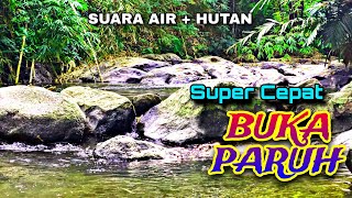 Semua Jenis Burung Super Cepat Buka Paruh, Suara Air Terapi Burung Suara Hutan