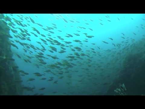 2011.10.17の神子元島　ハンマーの群れ！タカベの群れ！