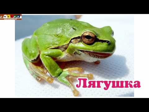 Логопедическое видео - Развивающее видео. Логопедия. Буква Л. Часть 1