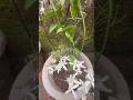 My clematis  #garden #trending #ihavethisthingwithplants #gardeningtips