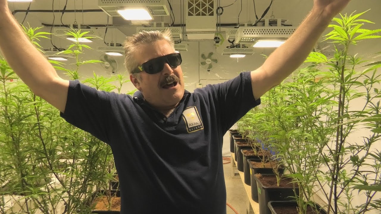 10 Different Strains of Cannabis (Week 1 Flower)