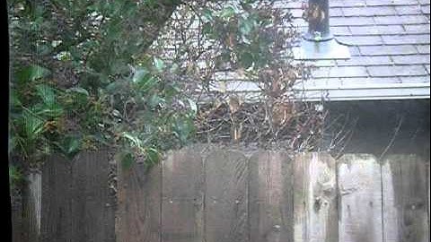 Crazy Robin Attacking Reflection In Window