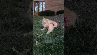IMG 0657 #cat #lifeisbutadream #catshorts #catvideos