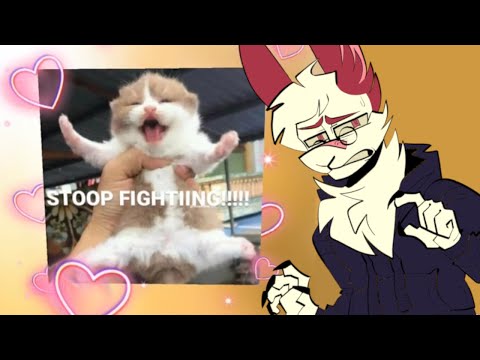 How Not To Run An Anti-BabyFur Campaign