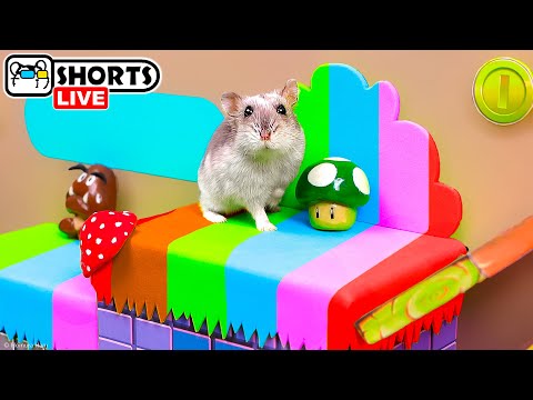 Видео: The Best Hamster Playgrounds and Maze Obstacle Courses - Shorts 