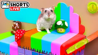 The Best Hamster Playgrounds and Maze Obstacle Courses - Shorts 🐹 Homura Ham Pets