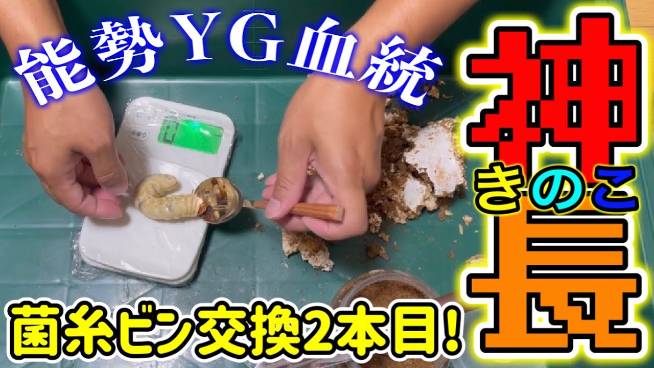 オオクワガタ】神長きのこ園 S8カンタケ2本目!! - YouTube