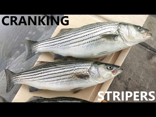 NON STOP Action Catching Stripers on Crankbaits LAKE POWELL 