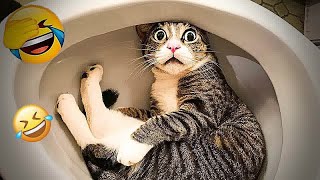 Hilarious Cats and Dogs 😻🐶 Funniest Animals 2024 😋