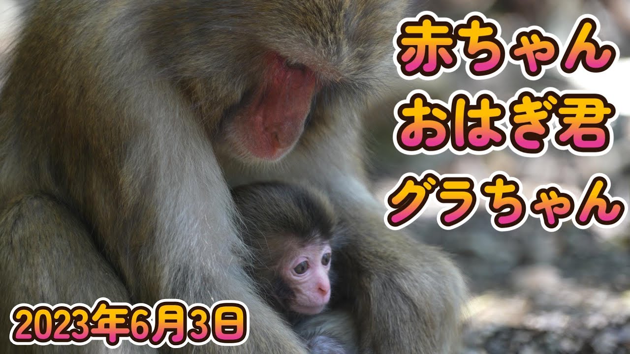 【赤ちゃん・ニホンザル・４K動画】赤ちゃん　2023年春　他
