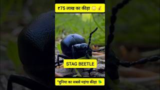 Do you know 😳 | Kya aap jante hai | Stag Beetle Facts #shorts #facts #youtubeshorts