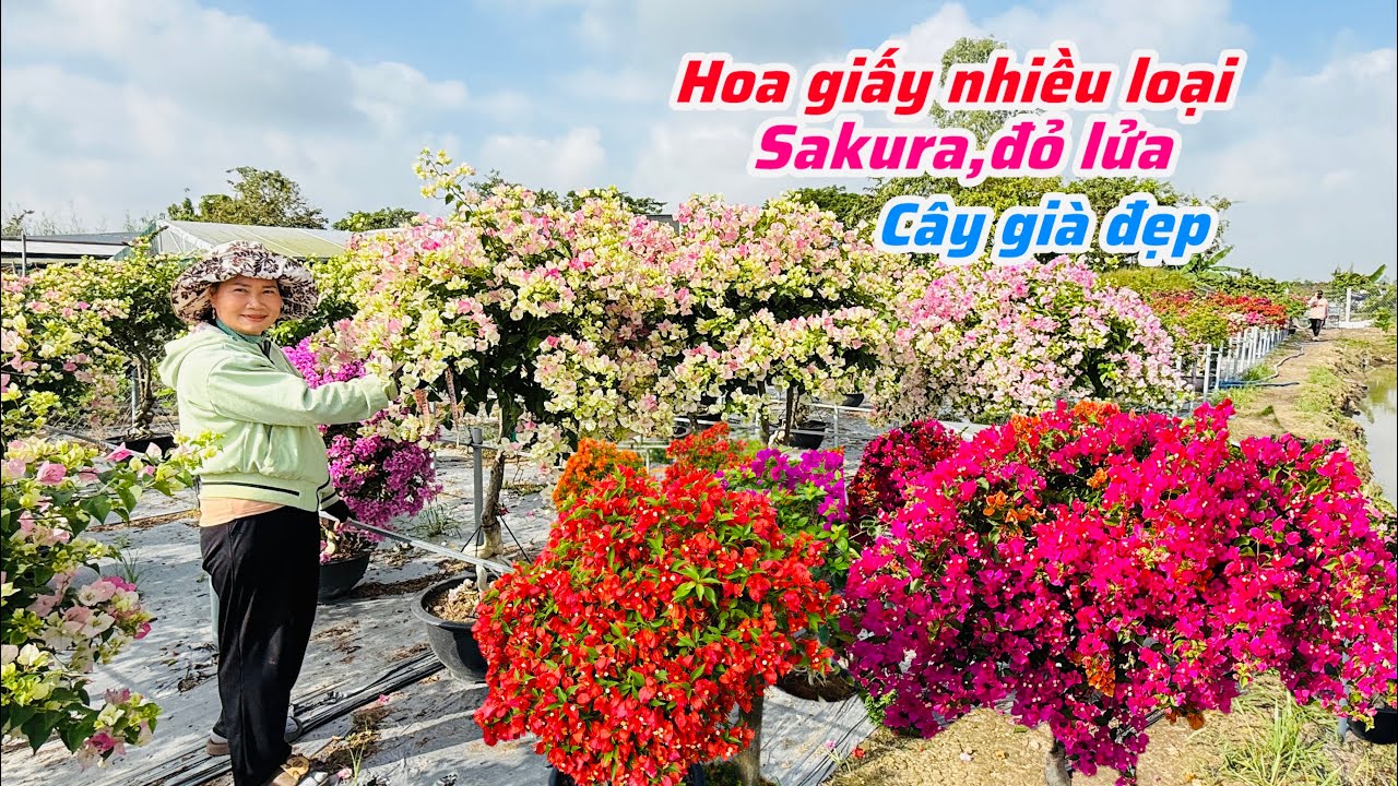 Hoa giấy sakura anh đào,đỏ lửa,thái nhiều màu cây đẹp già..28/12😘📲 0969.553.364.Thủy-Lê