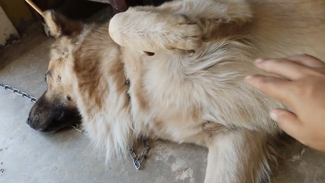 หมาป่าสีขาวตอนนี้ขนปุยมาก