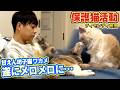 【甘えん坊の子猫】ティモンディ前田さんが預かる保護猫ワカメが遂にここまで!(嗚呼!!みんなの動物園,ティモンディ前田)