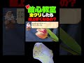 ビンスに教わるチューリップ。day2【絵心教室DS】