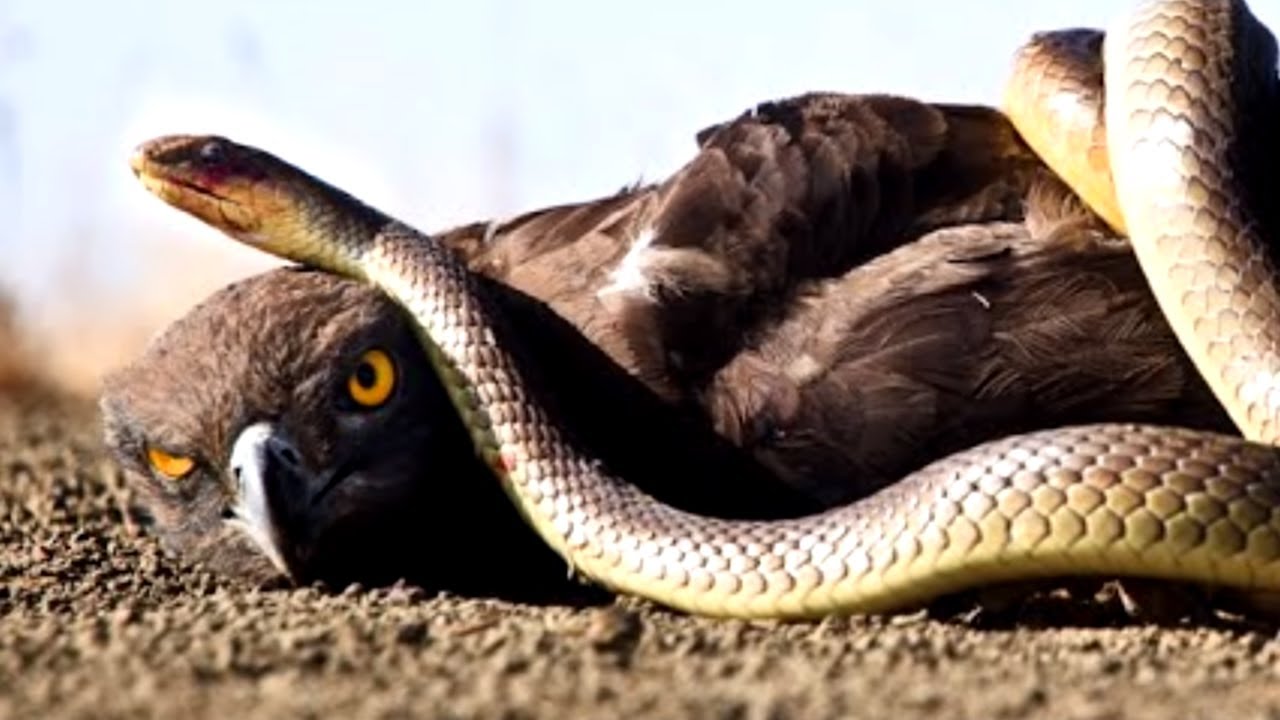 AGUILA vs SERPIENTE | ¿Quién Ganaría? | EPIC VERSUS 🦅🆚🐍
