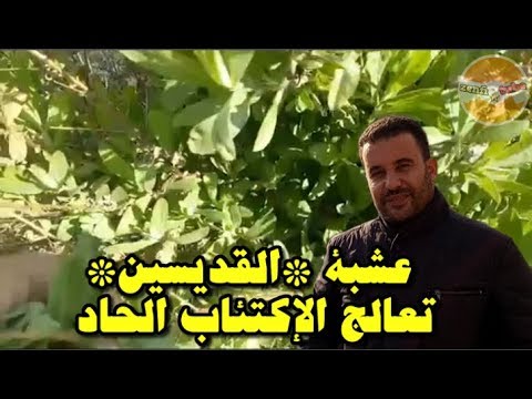 القديس يوحنا عشبة كبسولات عشبة