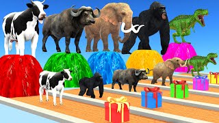 Choose The Right Gift Box wit Cow Elephant Buffalo Gorilla Crossing Fountain GIANT RUSH RUN CHALLENG